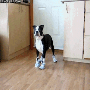 как выбрать обувь собака смешно ходит