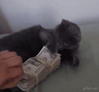 кот не отдает деньги
